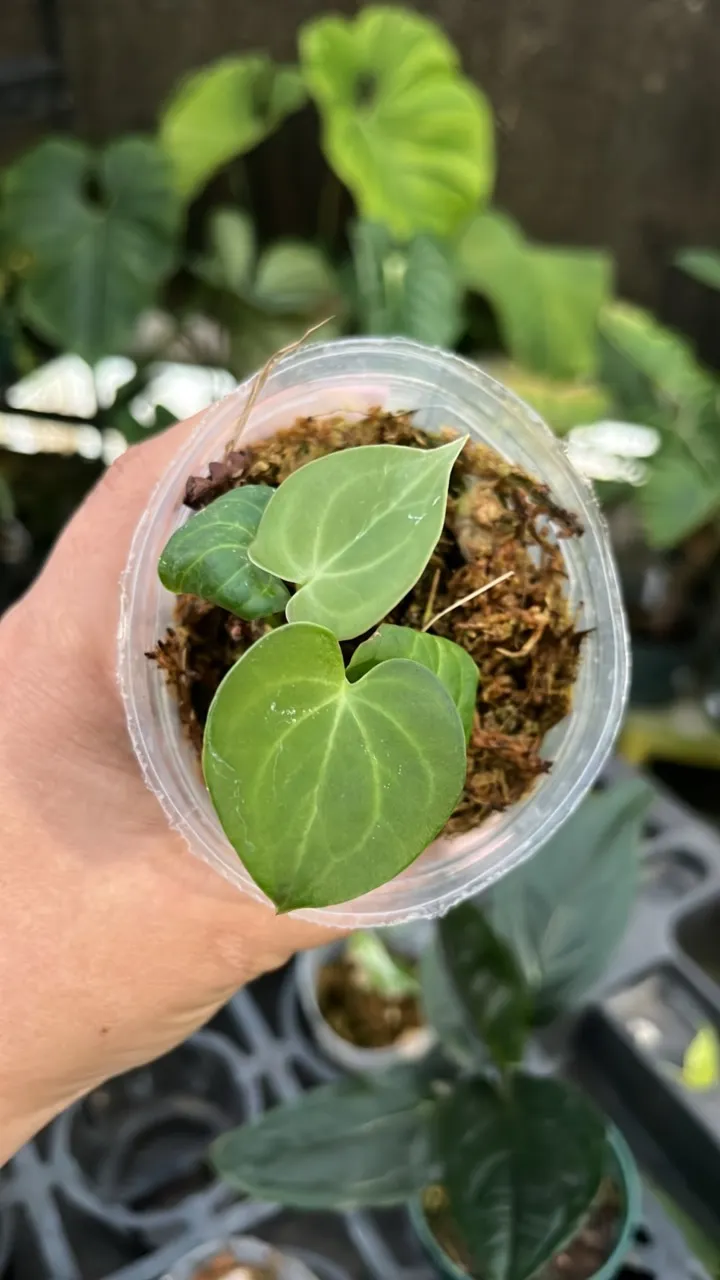 oq007 anthurium clarinervium x silver tiger ($25) from @EcuageneraFL