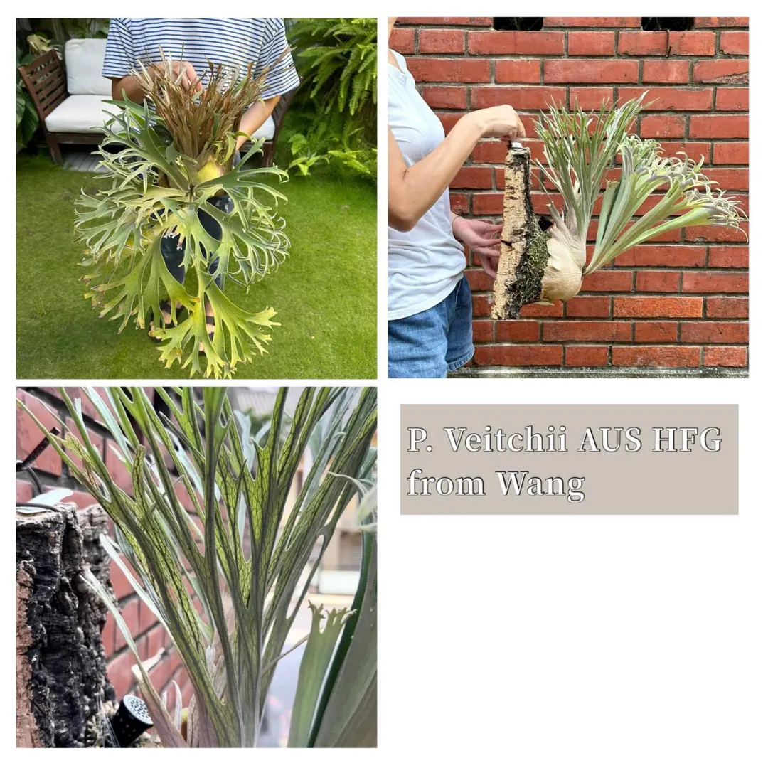 Platycerium Veitchii AUS High Finger ($80) from @Ms.MossPotter