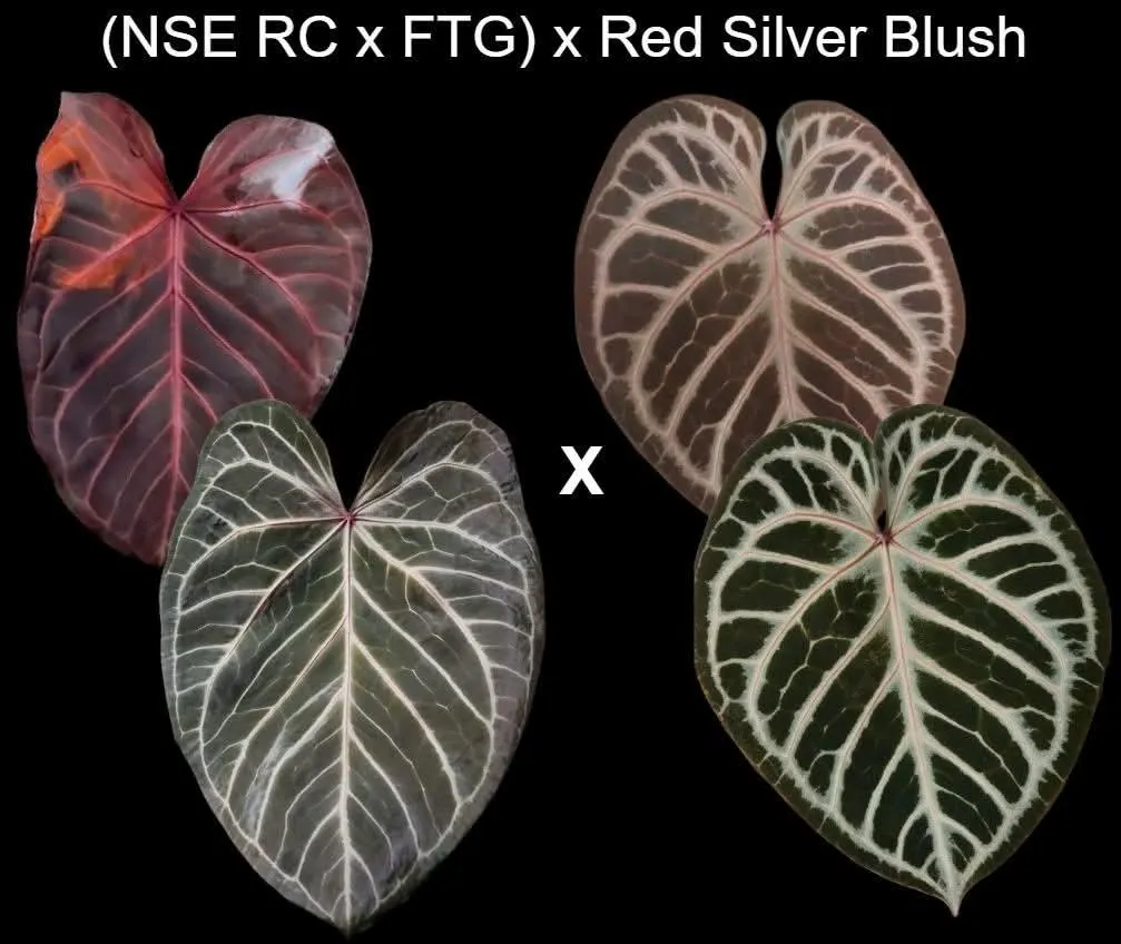 Anthurium AOS DF x RVDP (Tezula Ace of Spades x Red Vein Dark