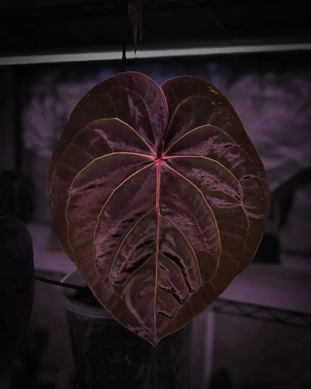 Anthurium 'Blood Moon' Division ($450) from @LeveledUpAroids