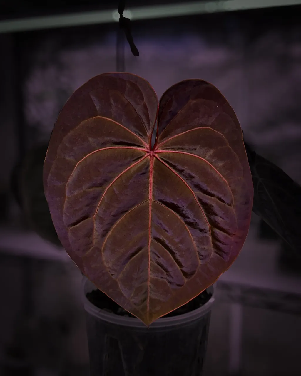 Anthurium 'Blood Moon' Division ($450) from @LeveledUpAroids