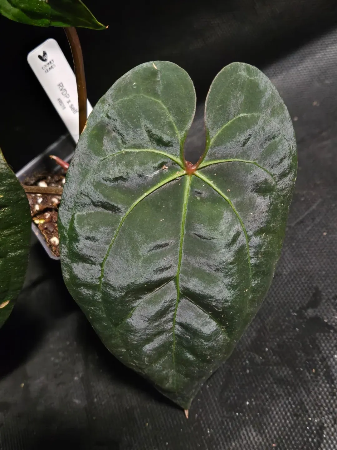 Anthurium RVDP x self #RS19 ($85) from @LooneyLeaves