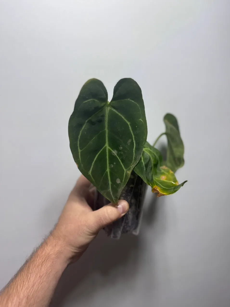 Carla OG 1x5) x ( besseae 'spider' x rlfs) ($62) from @FoxFoliata