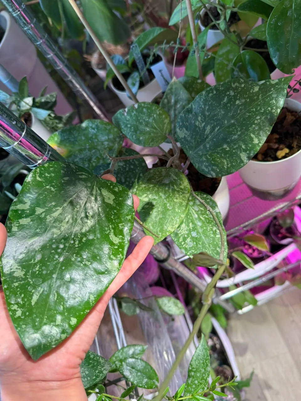 Hoya SF004 ($75) from @Gmae