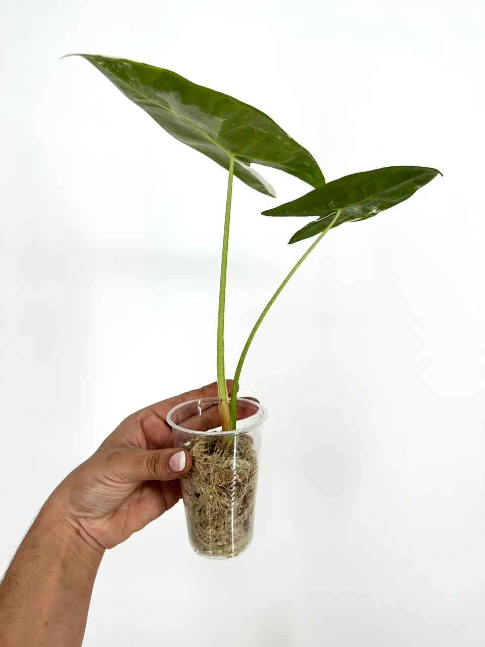 Alocasia Longiloba Albo Pink Back ($100) from @MildToWildStudio