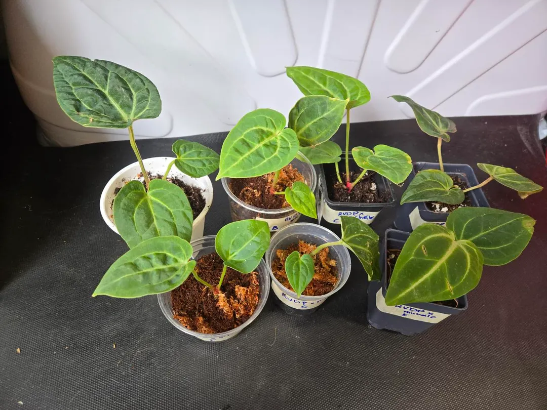 Anthurium RVDP x Michelle ($45) from @LooneyLeaves