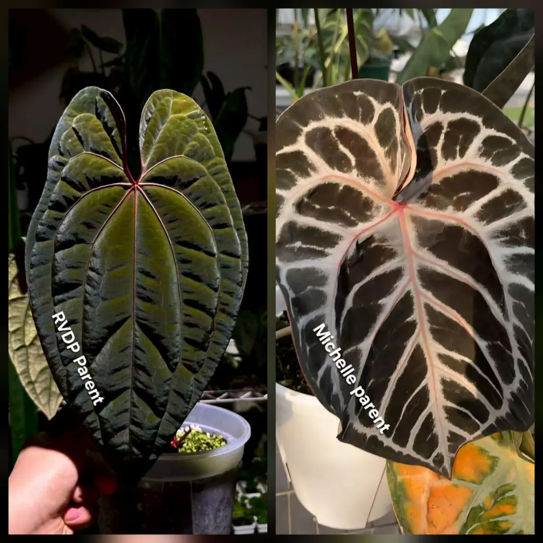 Anthurium RVDP x Michelle ($45) from @LooneyLeaves