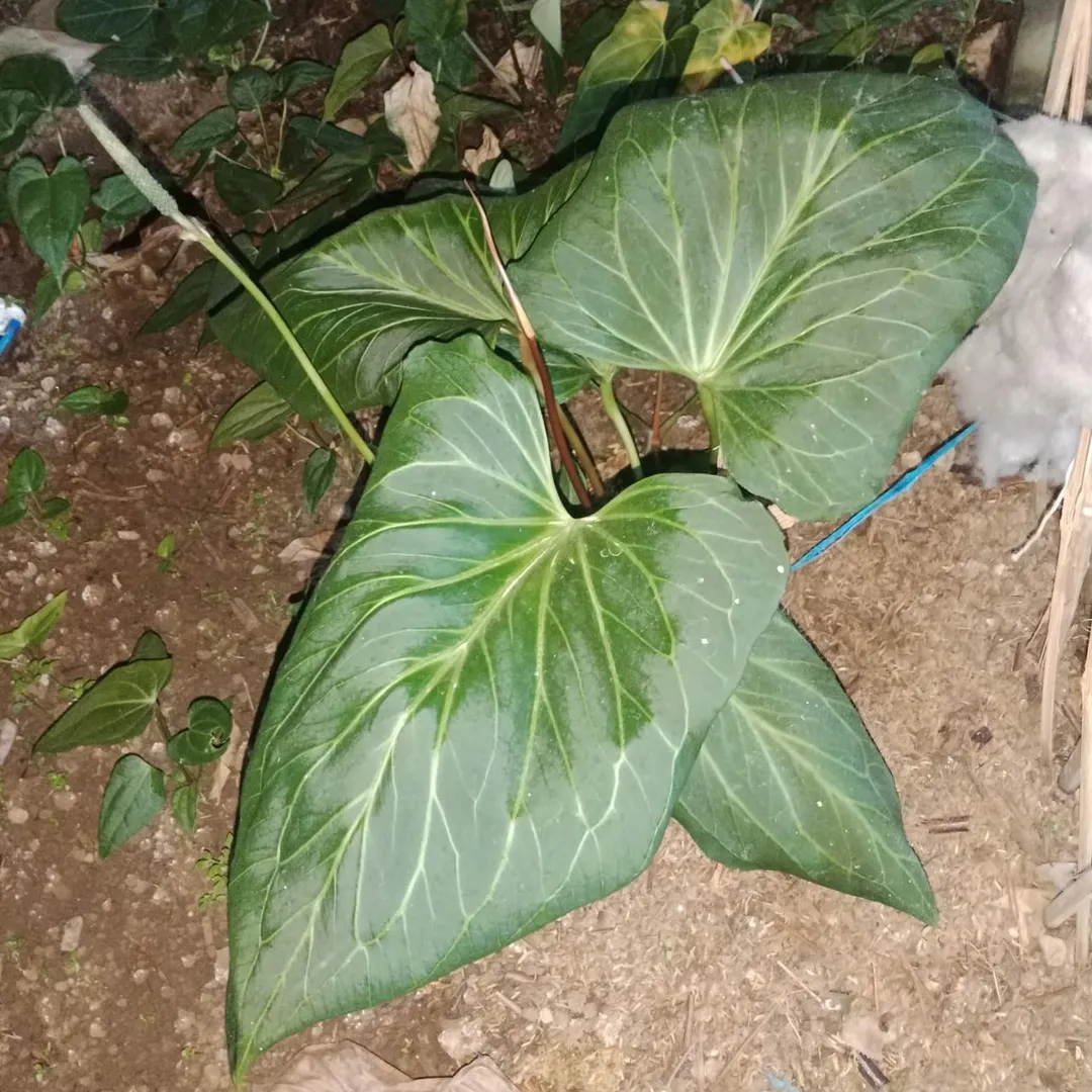 その他観葉植物 Anthurium KOS butterfly Anthurium HU KOS butterfly self ($115) from @LooneyLeaves
