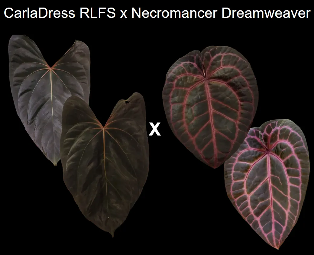 Anthurium CarlaDress RLFS x Necromancer Dreamweaver seedling ($24