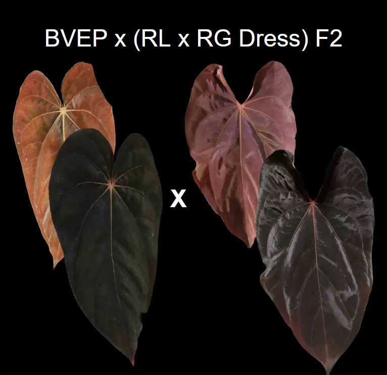 Anthurium Red-vein Pap x Necromancer Dreamweaver seedling ($24