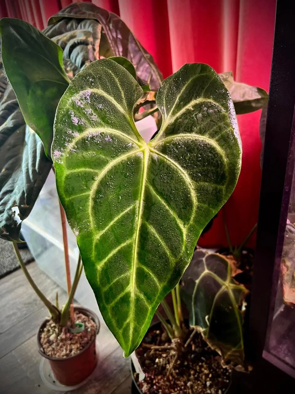 Anthurium leuconeurum (species) Scott Cohen lineage ($195) from
