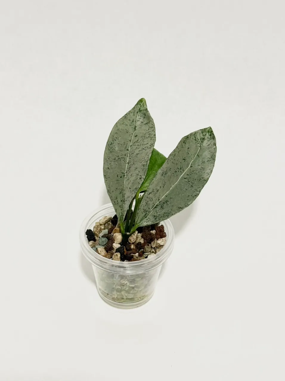 Hoya amicabilis silver アミカビリス シルバー ホヤ植物 Hoya amicabilis 'Silver' ($48) from @thetrailingfoliage