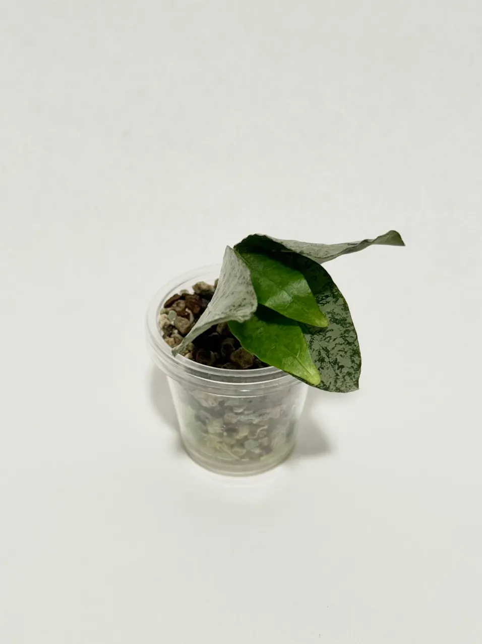 Hoya amicabilis 'Silver' ($48) from @thetrailingfoliage