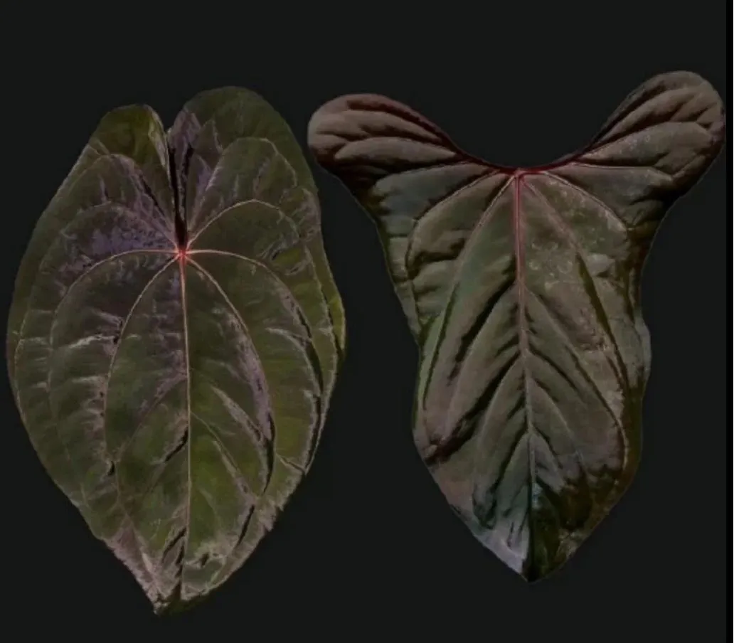 アガベ　SAD Anthurium red vein dark phoenix X sweetheart 4” pot growers choice