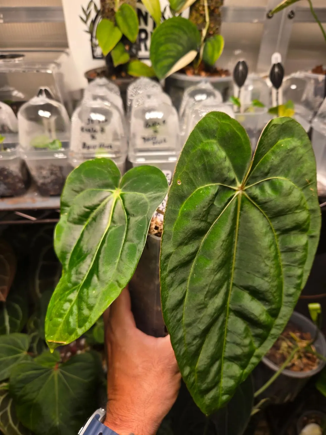 Anthurium NSE Dress x Carla RA8. ($110) from @ThePlantPadre