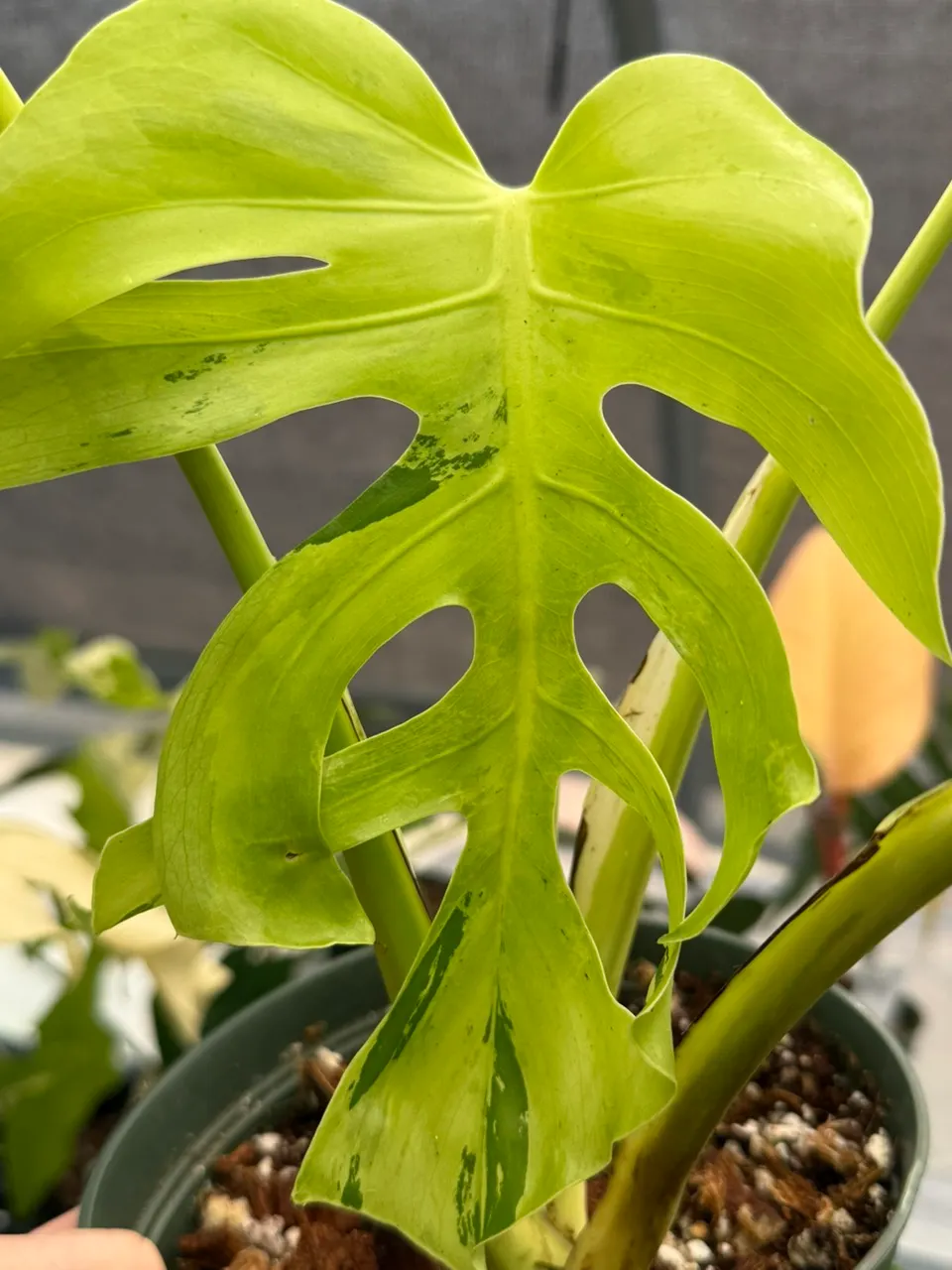 Monstera Light Lime ($2999.99) from @WeArePlantLovers