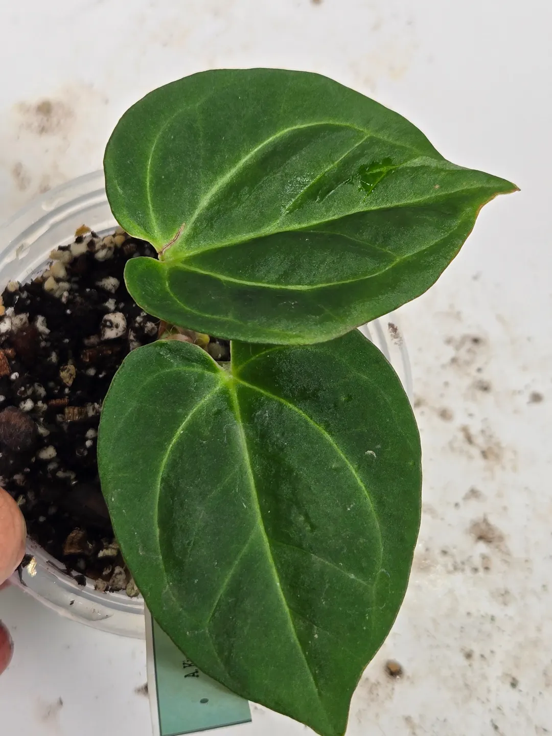 Anthurium King of Spade HU ($200) from @leafandloom.NY