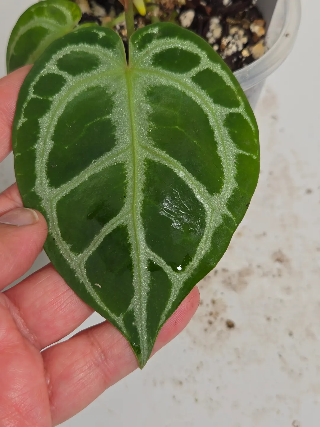 Anthurium Red Tiger ($300) from @leafandloom.NY