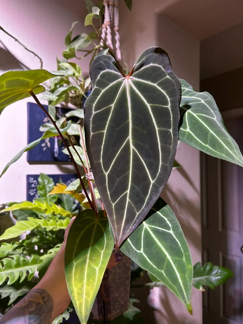 Anthurium (Dark Mama x AOS) X (AOS X Stripey Mag) ($150) from @A