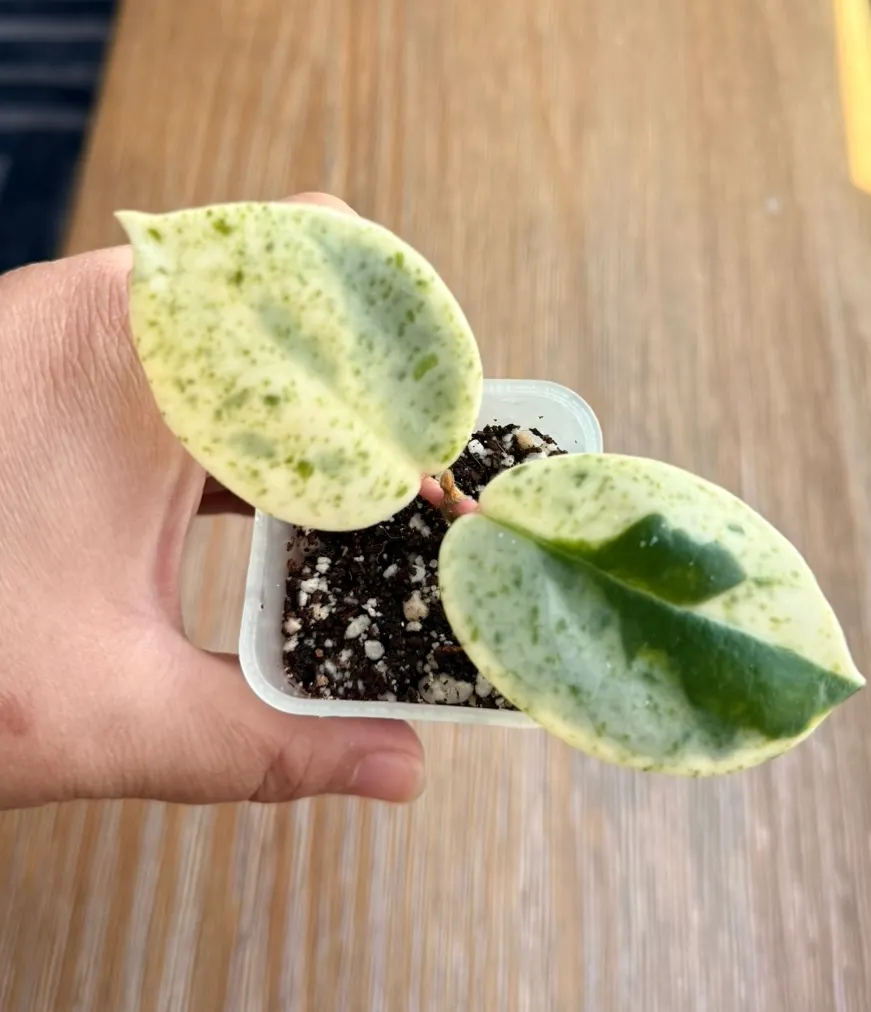 Hoya 'Madara' Snow Angel unrooted cutting ($265) from @ChibbyPlants