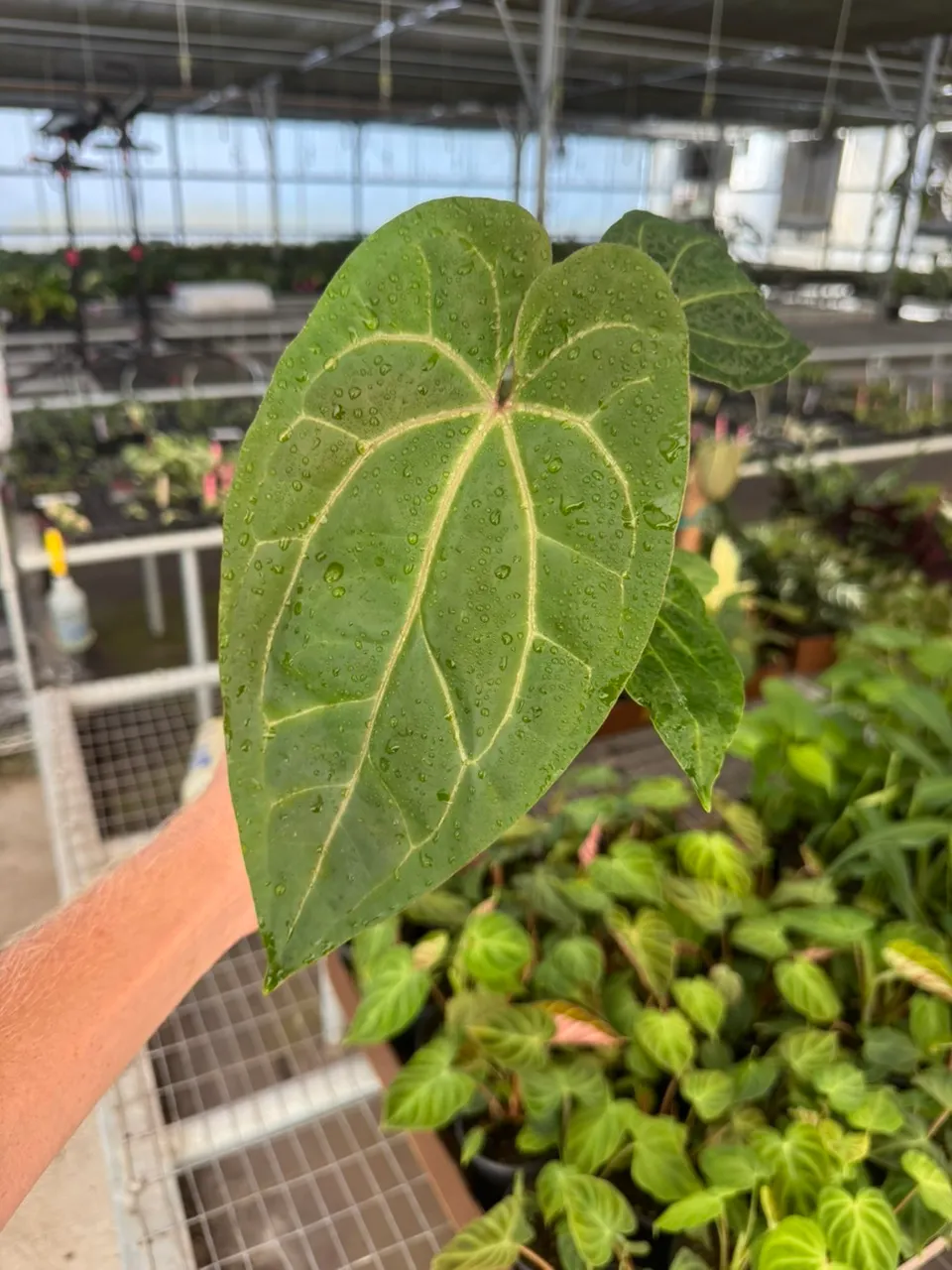 Anthurium dark phoenix x crystallinum dark form 4” pot growers