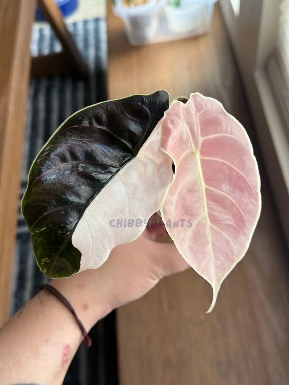 Alocasia Azlanii Pink Albo CORM ($75) from @ChibbyPlants