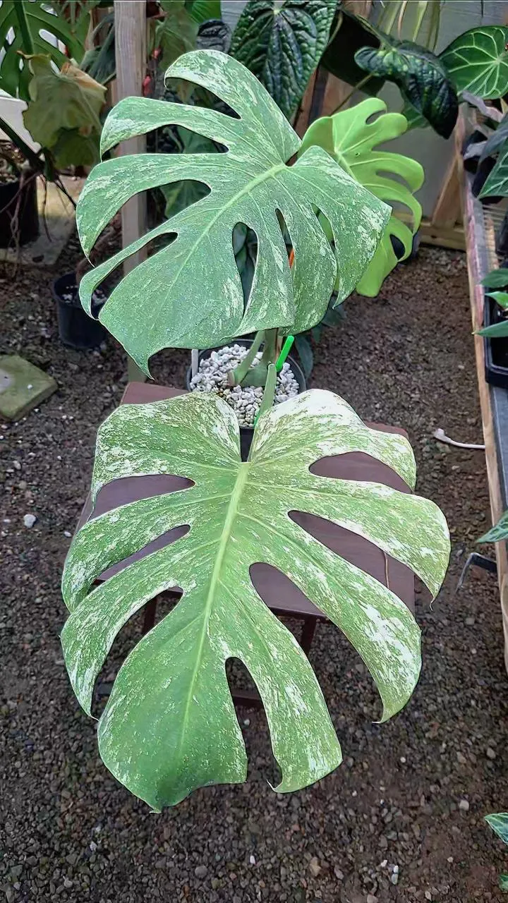 Monstera Mint Mexican Form Deliciosa Large Form L437 ($600) from