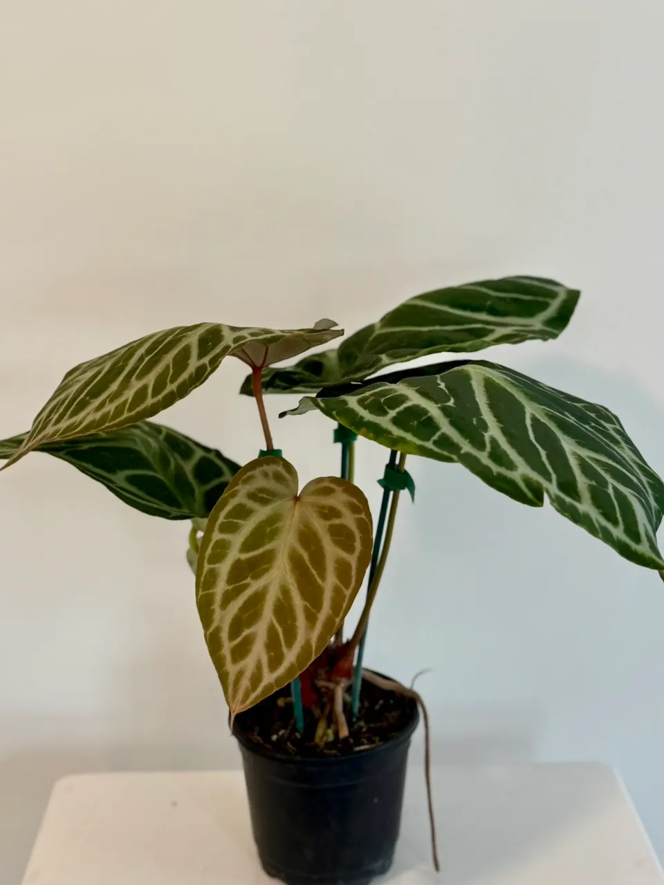 6” Anthurium 'Silver Tiger' x (RC x Dorayaki) ($195.99) from