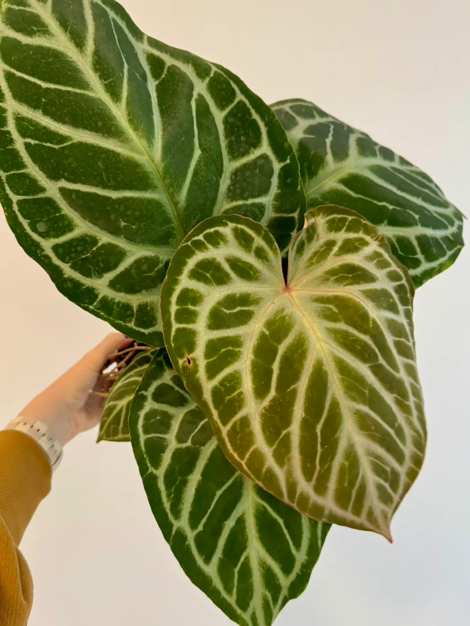 6” Anthurium 'Silver Tiger' x (RC x Dorayaki) ($195.99) from