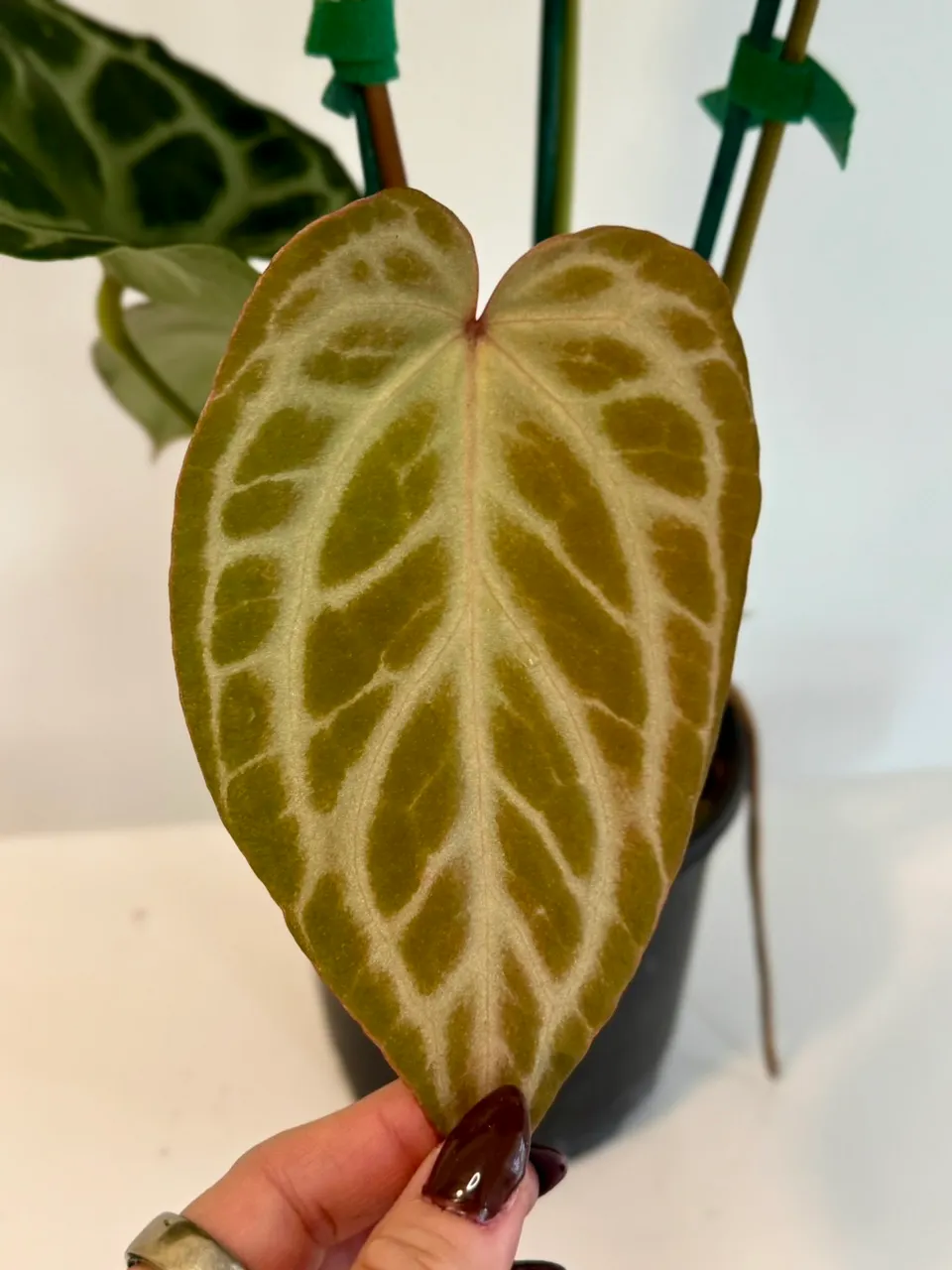6” Anthurium 'Silver Tiger' x (RC x Dorayaki) ($195.99) from