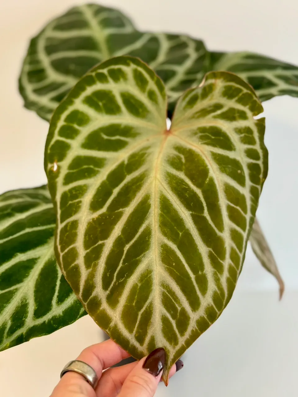 6” Anthurium 'Silver Tiger' x (RC x Dorayaki) ($195.99) from