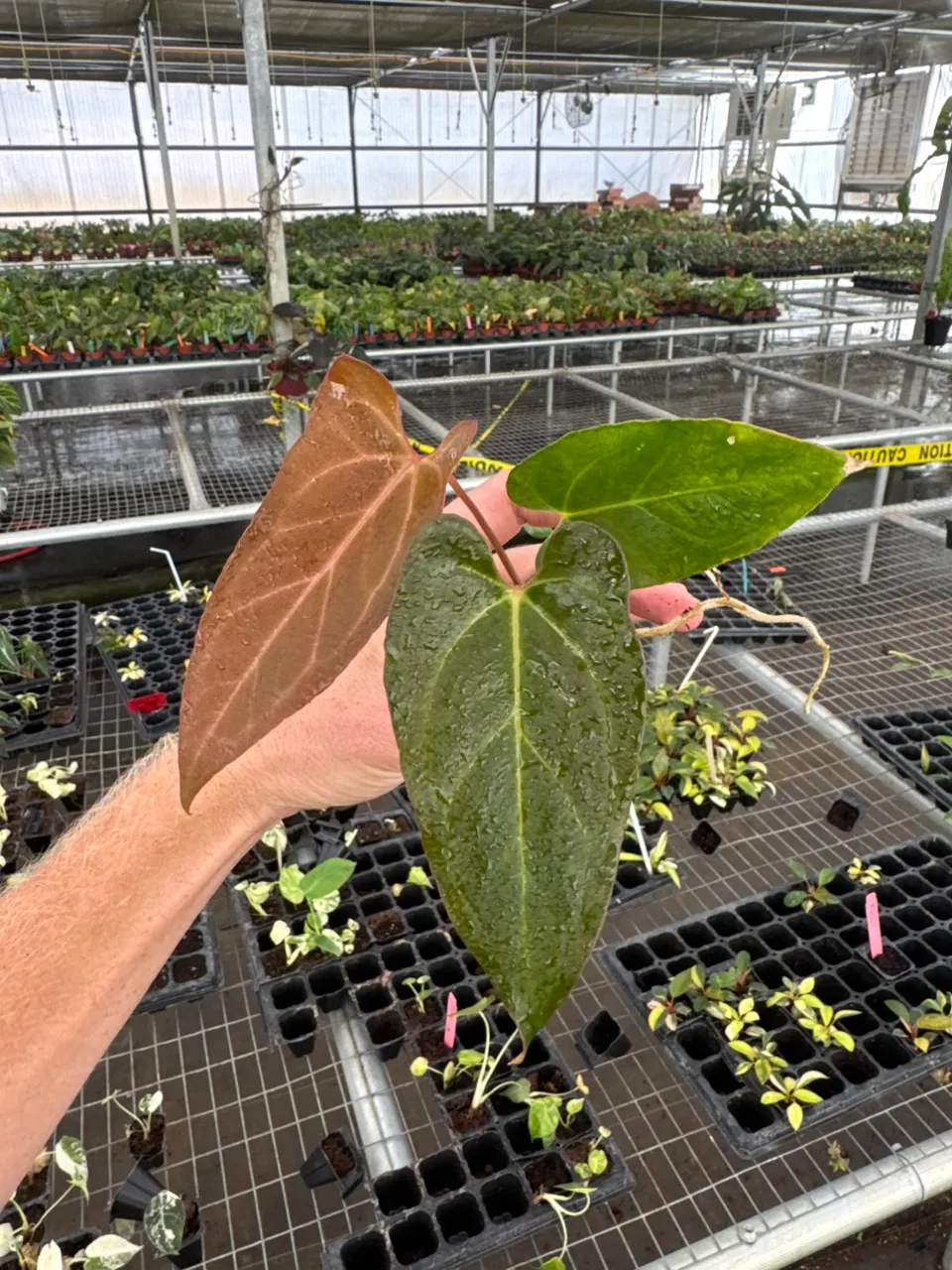Seed grown anthurium dark mama X legend starter plant growers
