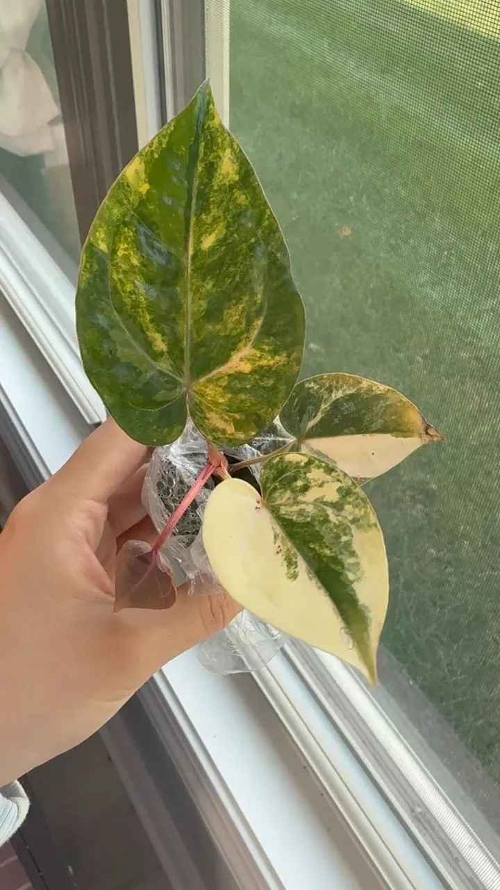 Variegated Anthurium (Michelle x Zara) x pap ($1200) from