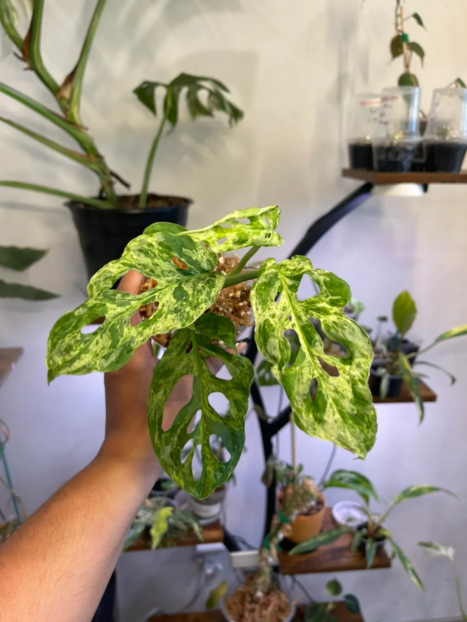 Monstera Adansonii Mottled Mint ($35) from @Plantmutha