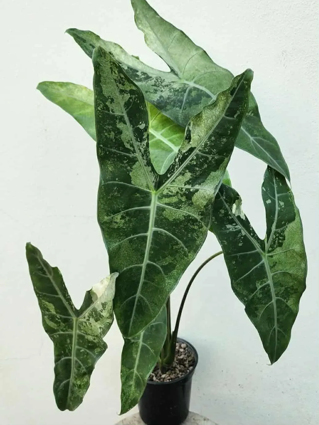 Alocasia Longiloba Albo/Mint CORM ($45) from @HazyFoxGardens