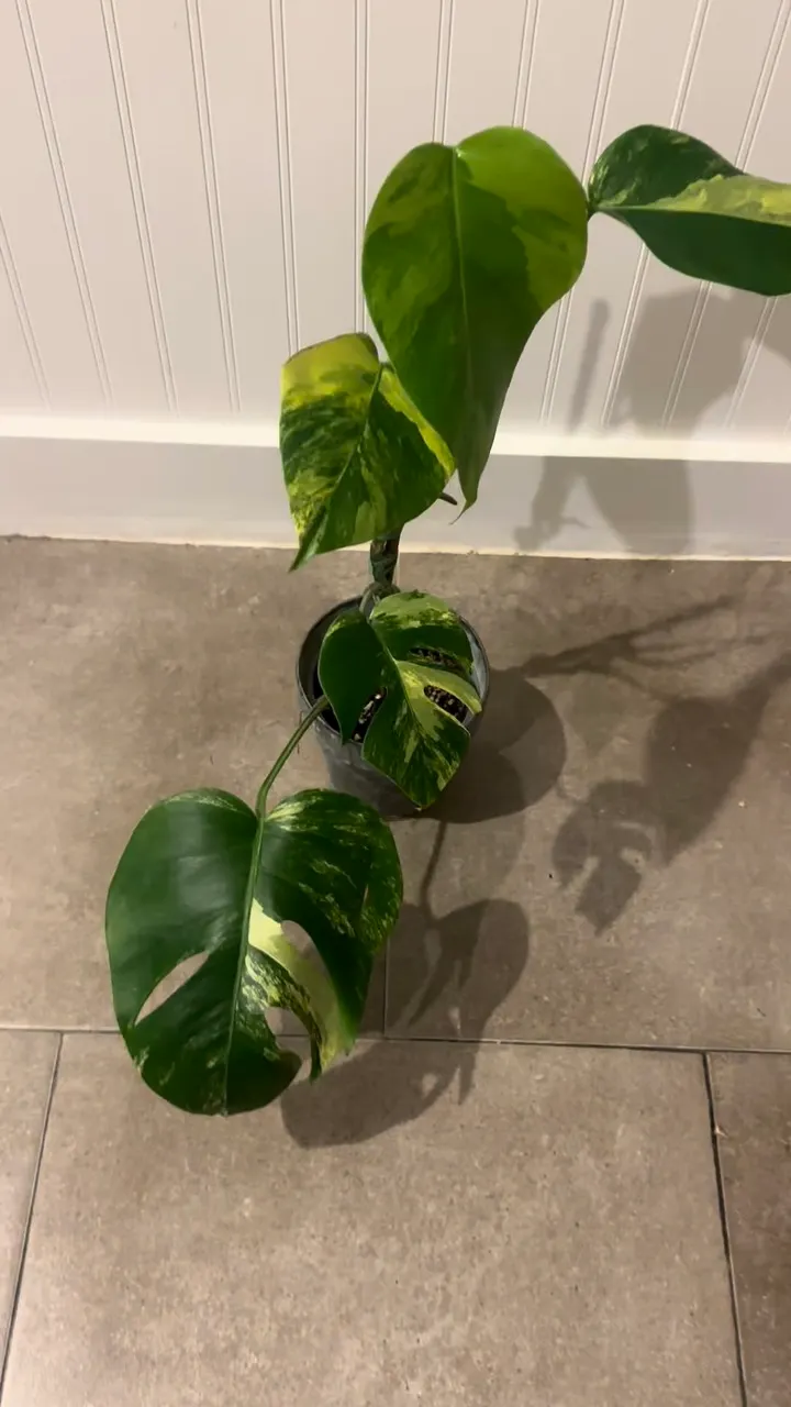 Monstera Aurea - Large ($200) from @ByrdAndRoot