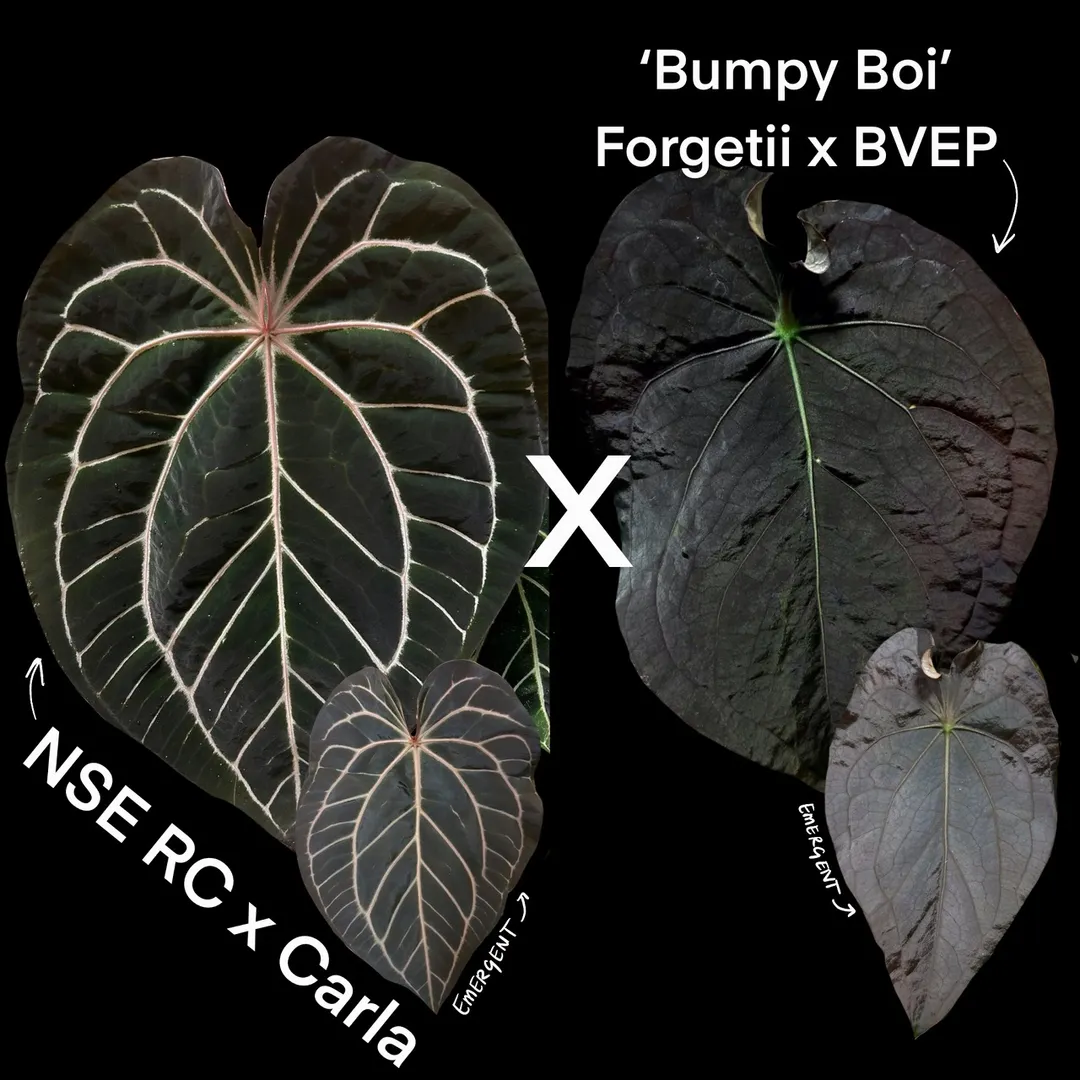 Anthurium (NSE RC X Carla) X (Forgetii X BVEP) #57 ($35) from @A