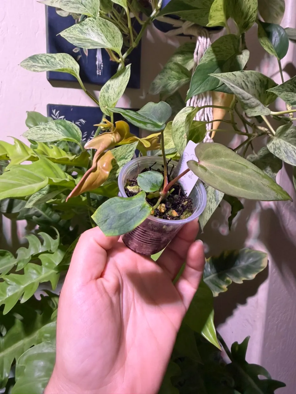 Anthurium (NSE RC X Carla) X (Forgetii X BVEP) #57 ($35) from @A