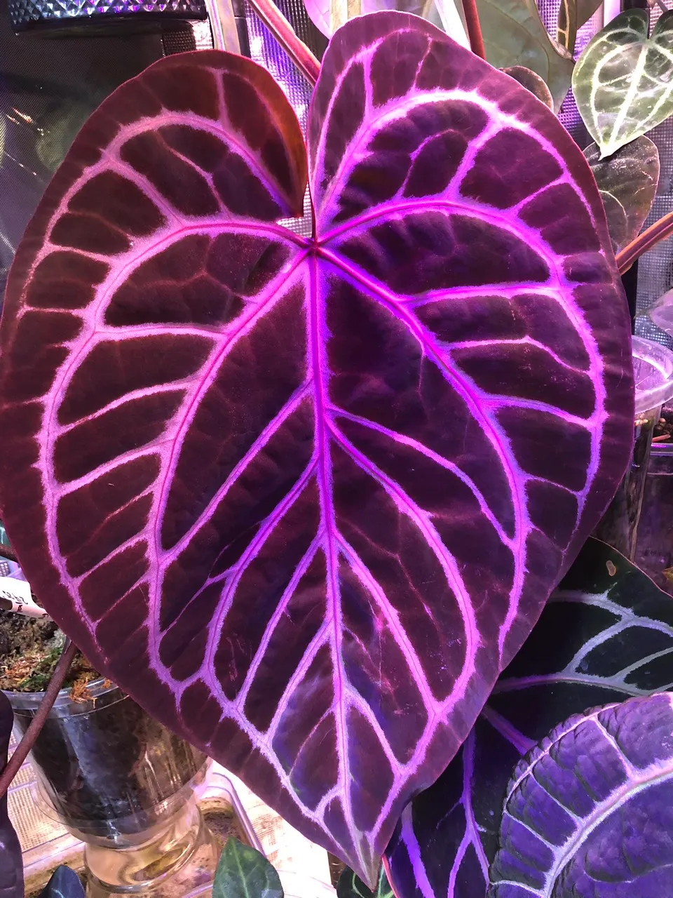 Anthurium Seedlings- 5 Forgetii x RC Wu5 x KOS HU- 1 leaf- 5