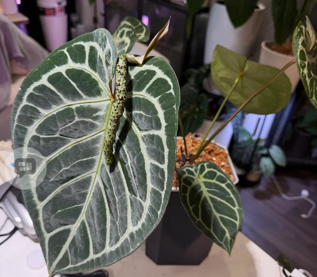 Tezula Dreamweaver-Necromancer x HU Red Tiger Anthurium Seedling