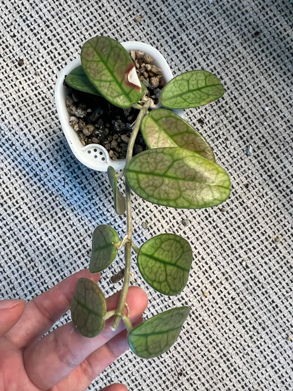 珍種　レア　原種ホヤ　Hoya Lyi Noid Hoya lyi noid ($39.95) from @gglovesplants