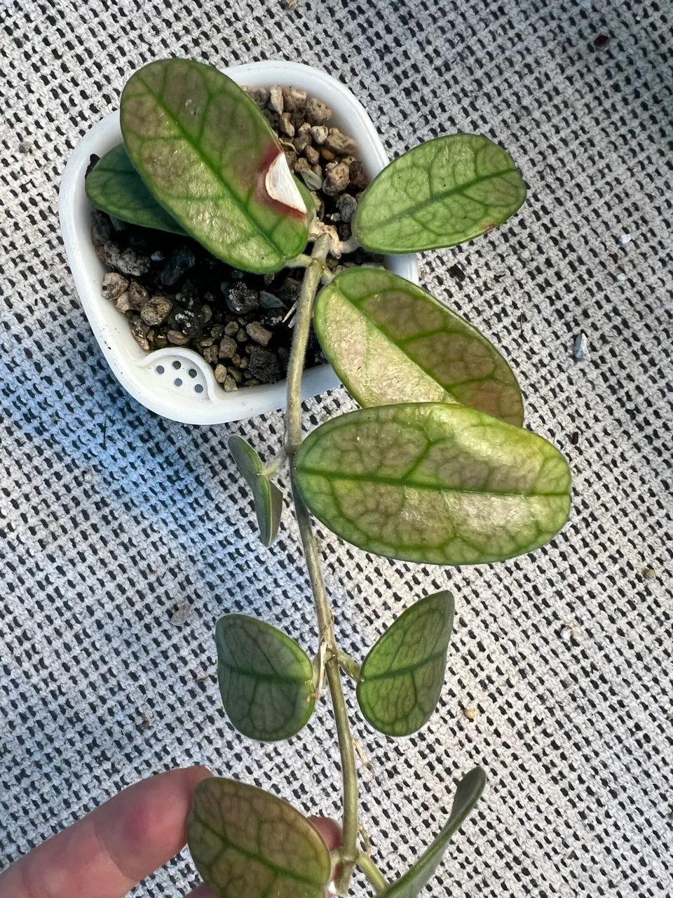 GWセール　珍種　レア　原種ホヤ　Hoya Lyi Noid① Hoya lyi noid ($39.95) from @gglovesplants