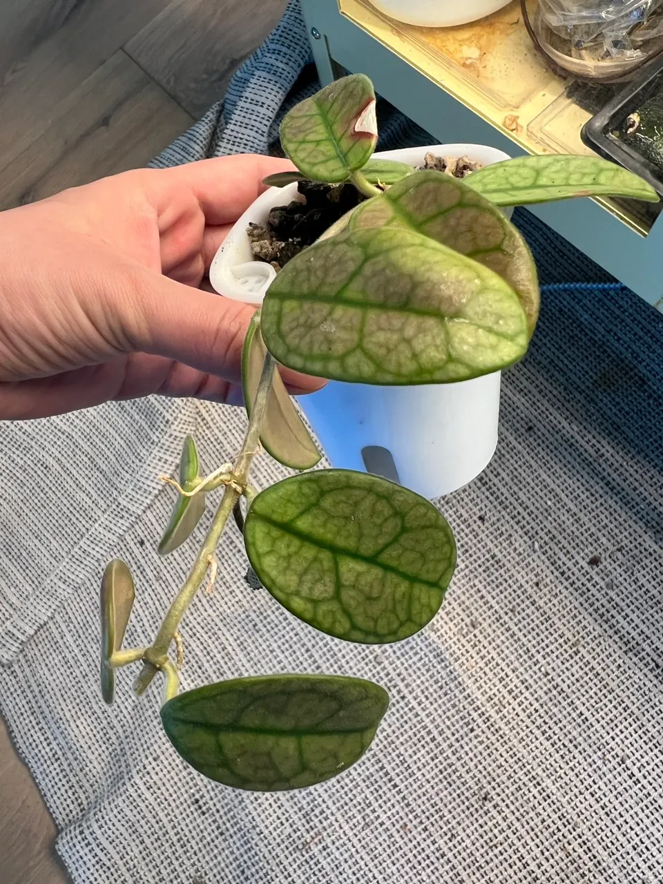 Hoya lyi noid ($39.95) from @gglovesplants