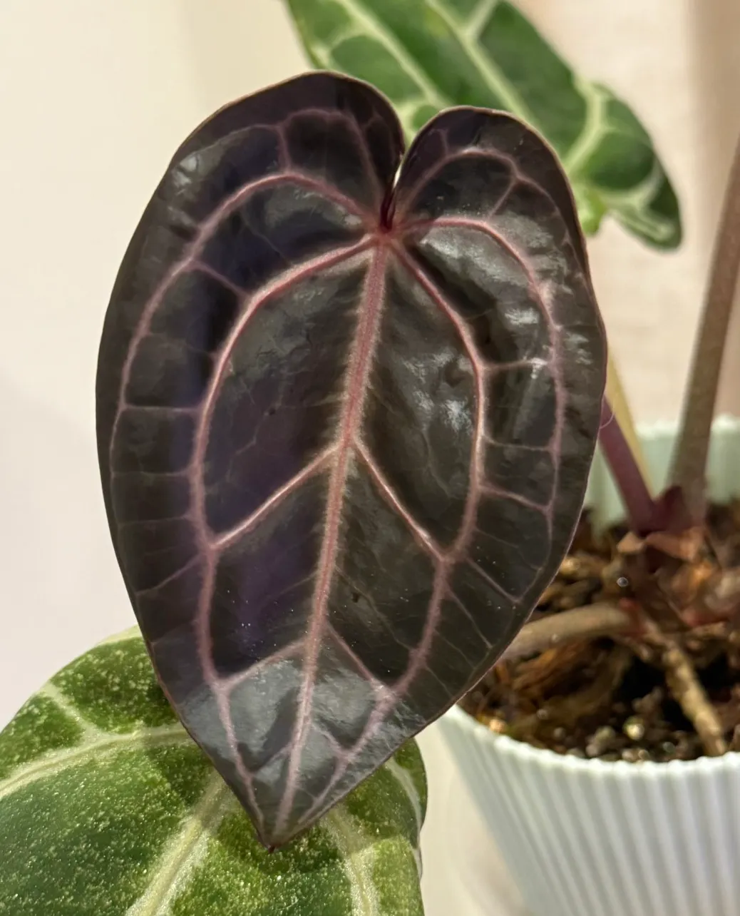 Variegated Anthurium (Michelle x Zara) x pap ($1200) from