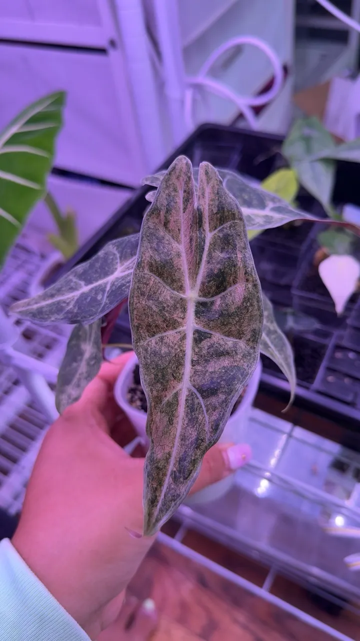 Alocasia Longiloba Black Satun Pink Stardust *Corm Only* ($139
