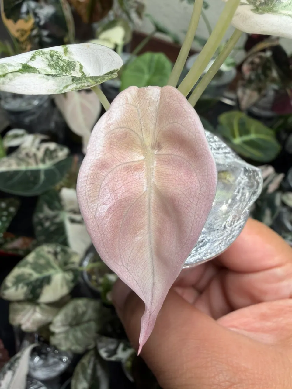 アロカシア Cuprea Pink Pink Cuprea from TC ($725) from @LeafyLeafHawaii
