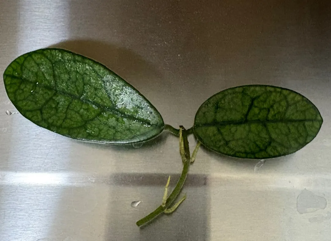 Hoya Lyi NoID ($15) from @MaeLee