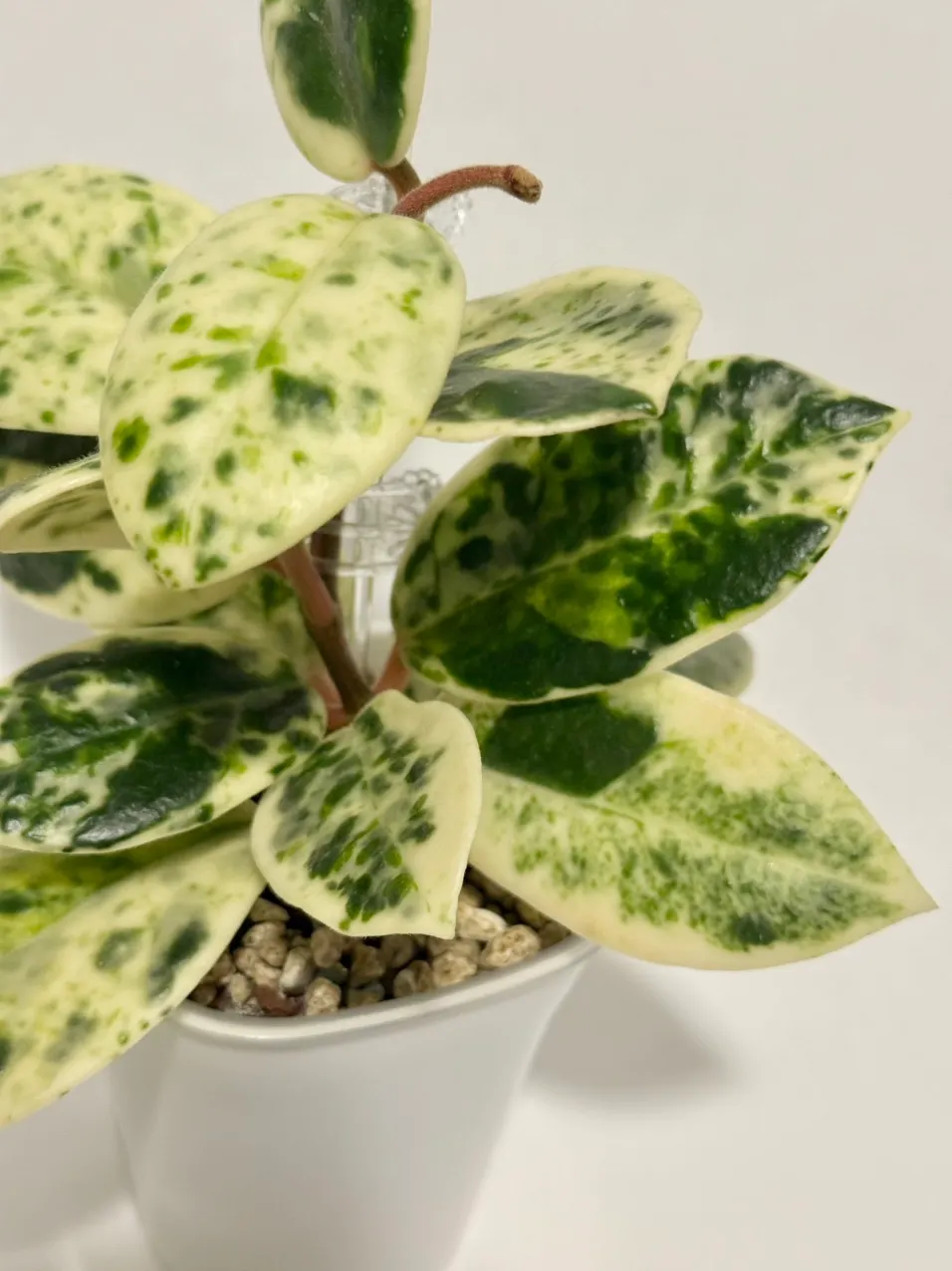 Hoya Madara Snow Angel ($1060) from @thetrailingfoliage