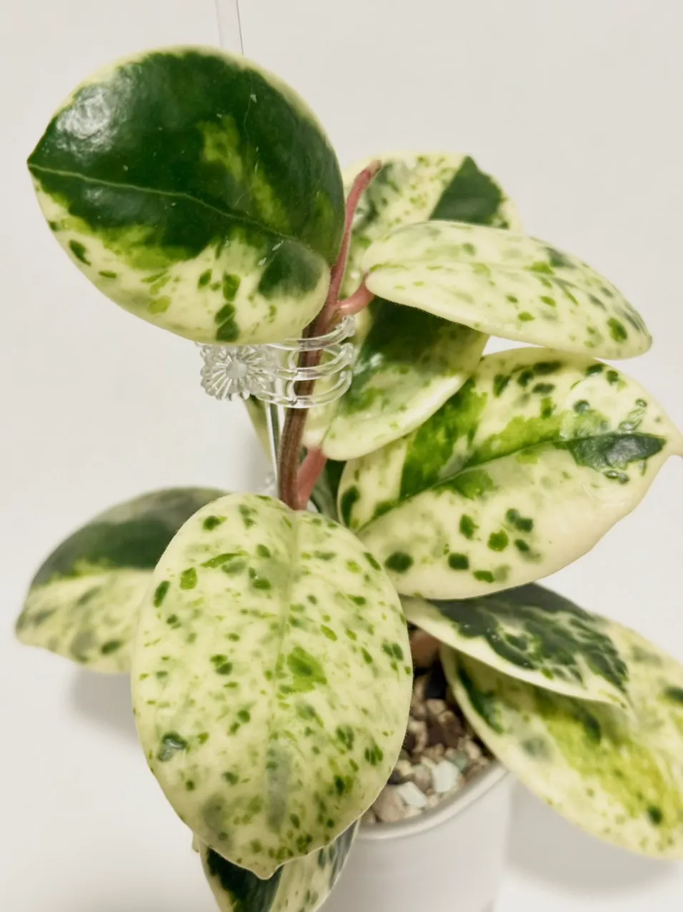 Hoya Madara Snow Angel ($1060) from @thetrailingfoliage
