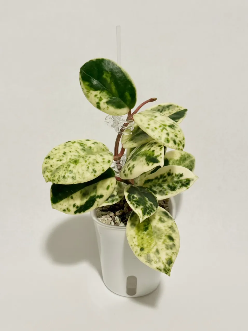 Hoya Madara Snow Angel ($1060) from @thetrailingfoliage